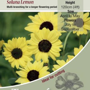 Sunflower Soluna Lemon – HA