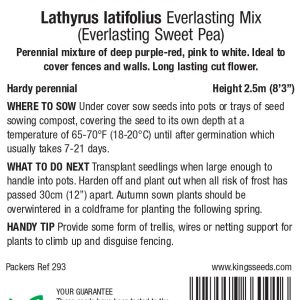 Lathyrus latifolius ‘Mixed’ – HP