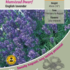 Lavender ‘Munstead’ (Dwarf) – HP