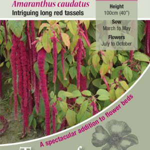 Amaranthus caudatus ‘Love Lies Bleeding’ – HHA