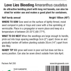 Amaranthus caudatus ‘Love Lies Bleeding’ – HHA