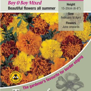 Marigold ‘Boy O Boy Mixed’ – HHA