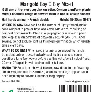 Marigold ‘Boy O Boy Mixed’ – HHA