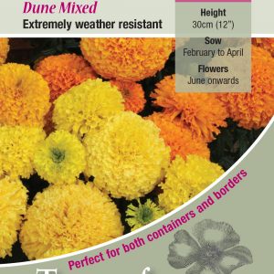 Marigold ‘Dune Mixed’ – HHA