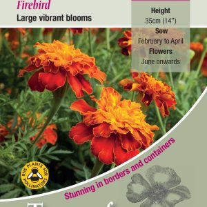 French Marigold ‘Firebird’ – HHA