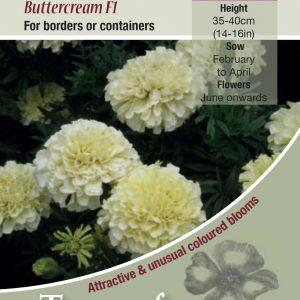 African Marigold ‘Buttercream F1’ – HHA