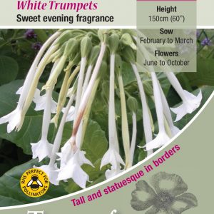 Nicotiana ‘White Trumpets’ – HHA