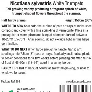 Nicotiana ‘White Trumpets’ – HHA