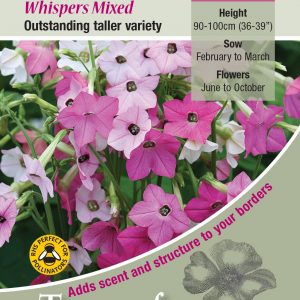 Nicotiana ‘Whispers Mixed’ – HHA