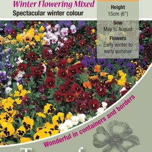 Pansy Winter Flowering Mixed – HP
