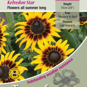 Rudbeckia Hirta Kelvedon Star – HHA