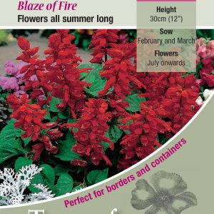 Salvia Blaze Of Fire – HHA