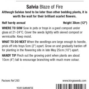 Salvia Blaze Of Fire – HHA