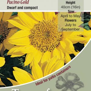 Sunflower Pacino Gold – HA