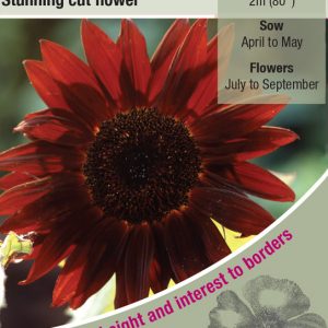 Sunflower Claret F1 – HA