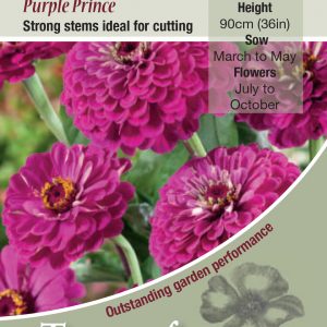 Zinnia Purple Prince – HHA