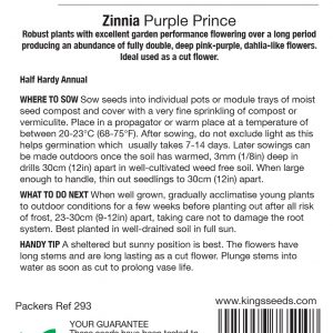 Zinnia Purple Prince – HHA