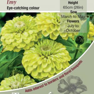 Zinnia Envy – HHA