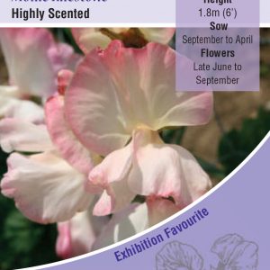 Sweet Pea ‘Mollie Rilestone'(Lathyrus) HA – Highly Scented