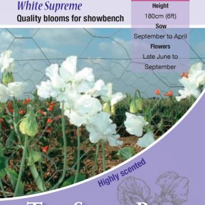 Sweet Pea Spencer ‘White Supreme’ (Lathyrus) – Highly Scented – HA