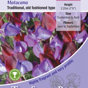 Sweet Pea ‘Matucana'(Lathyrus) HA- Highly Scented