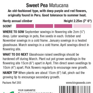 Sweet Pea ‘Matucana'(Lathyrus) HA- Highly Scented