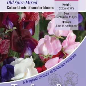 Sweet Pea ‘Old Spice Mixed'(Lathyrus) HA – Highly Scented