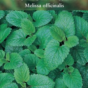 Herb – Lemon Balm (Melissa Officinalis)
