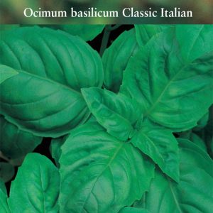 Herb – Classic Italian Basil (Annual) – Ocimum basilicum ‘Classic Italian’