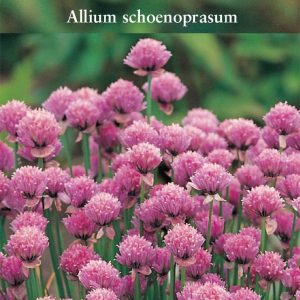 Herb – Chives (Perennial) – Allium schoenoparsum