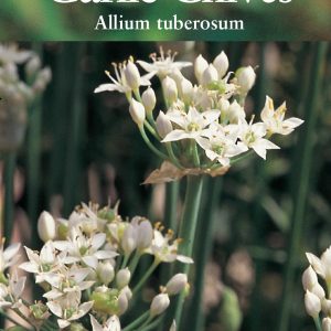 Herb – Garlic Chives – (Allium tuberosum)