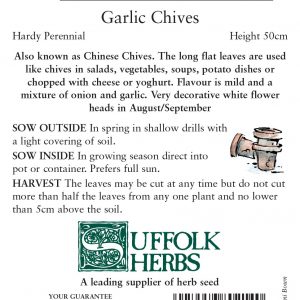 Herb – Garlic Chives – (Allium tuberosum)