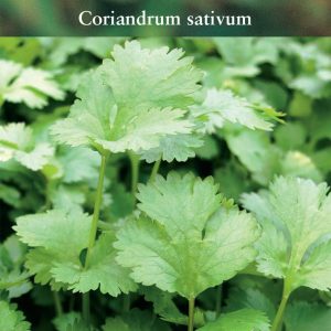 Herb – Coriander – (Coriandrum sativum)