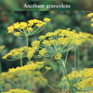 Herb – Dill (Annual) – (Anethum graveolens)