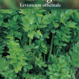 Herb – Lovage (Levistcum officinale)