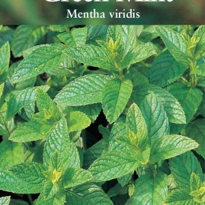 Herb – Green Mint (Perennial) – (Mentha viridis)