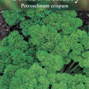 Parsley Curled (Petroselinum crispum)