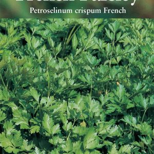Parsley French – (Petroselinum crispum French)