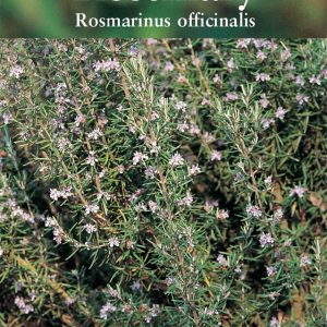 Herb – Rosemary (Rosmarinus officinalis