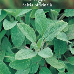 Herb – Sage (Salvia officinalis)