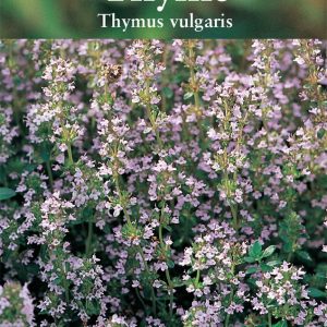 Herb – Thyme (Thymus vulgaris)