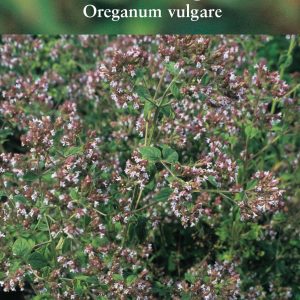 Herb – Oregano Greek (Oreganum vulgare)