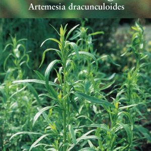 Herb – Russian Tarragon (Artemesia dracunculoides)