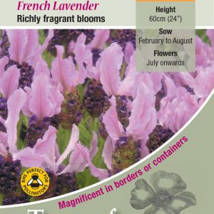 Lavender Stoechas (French Lavender) – HP