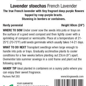 Lavender Stoechas (French Lavender) – HP