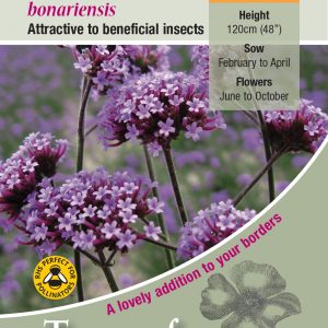 Verbena bonariensis – HP