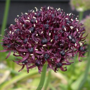 Deep purple, dandelion like head, with individual 6 petal flowers clustered atop the stalk.