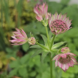 Astrantia ‘Major Pink Pride’