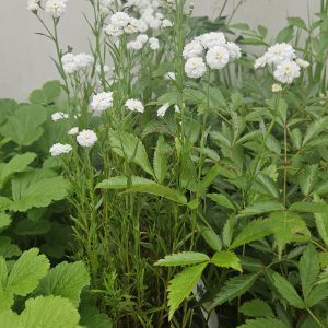 Achillea ptarmica – ‘The Pearl’ (Sneezewort)