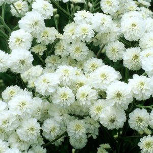 A dense cluster of pure white pom-pom like flowers on dark green stalks.